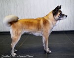 Akita inu-14