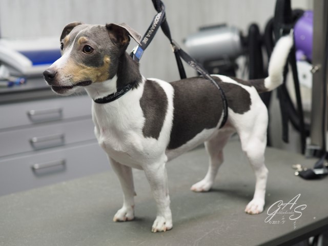 Jack Russel-Mauro (1 van 2) (Small)