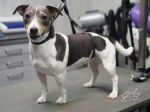 Jack Russel-Mauro (2 van 2) (Small)