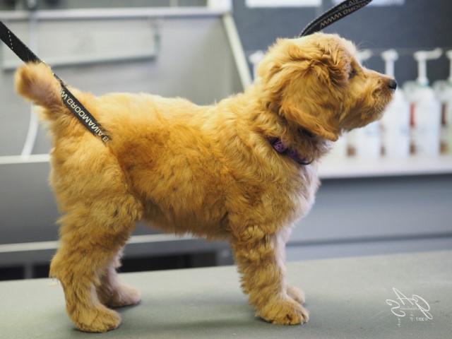 Labradoedel-Sabbi (3 van 3) (Small)