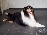 schotse-collie-6-van-6