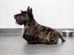 schotse-terrier-5-van-6