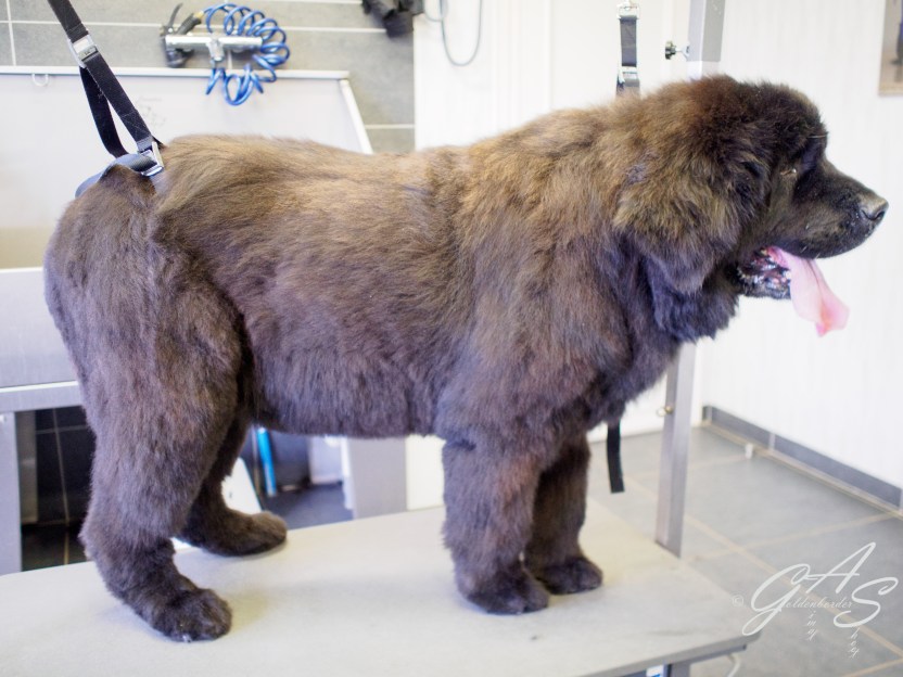 new-foundlander-1-van-2