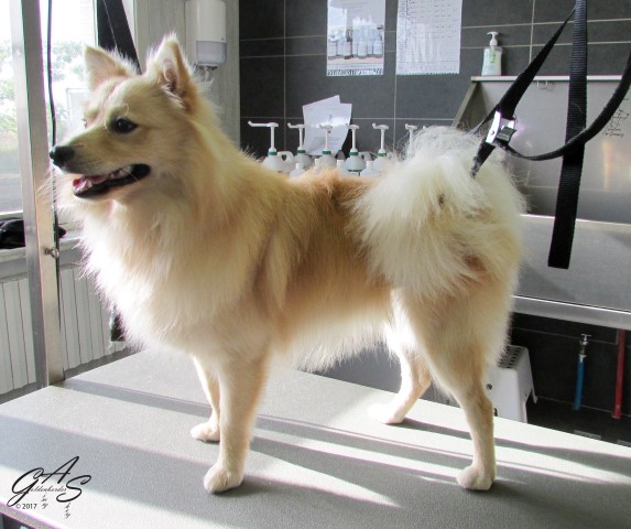 keeshondje-2-van-2-small