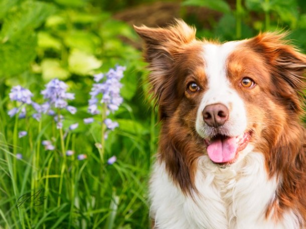 Kwispel met bloemetjes (1 van 1) (Small)