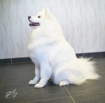 Samojeed (1 van 3) (Small)