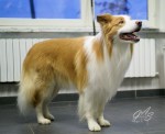 Border collie-Kiero (2 van 5) (Small)