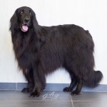 Hovawart-Gooney (5 van 6) (Custom)